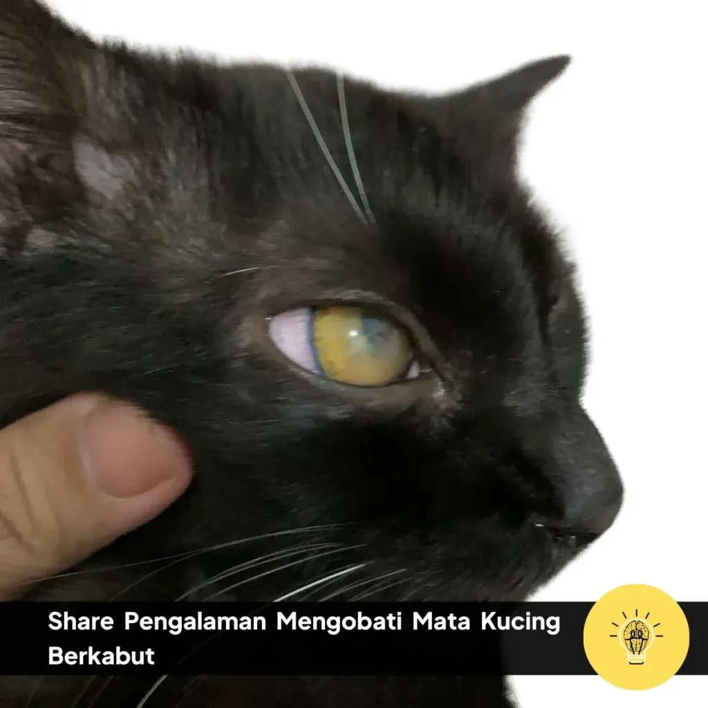 Share Pengalaman Mengobati Mata Kucing Berkabut 4 Share Pengalaman Mengobati Mata Kucing Berkabut